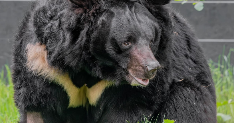 Помер евакуйований із Донеччини ведмідь Ямпіль