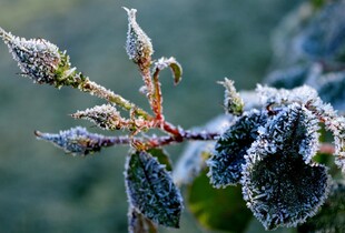 Як укрити троянди на зиму і захистити їх від морозів