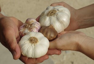 Зимові сорти часнику на посадку в Україні — які обрати і як правильно садити