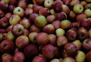 Яблука в сховищі гниють — що робити і як зупинити процес