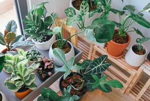 Поставте ці вазони в кімнаті і не пошкодуєте: ТОП-кращих рослин для дому