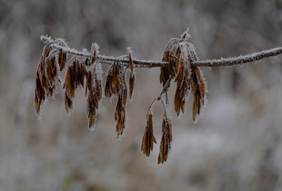 Якою буде погода 19 грудня: прогноз від синоптикині Діденко